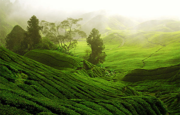 plantation de thé vert chine