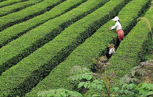 plantation de thé longjing hangzhou
